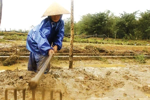 Trồng lại hoa mới cho kịp thời vụ