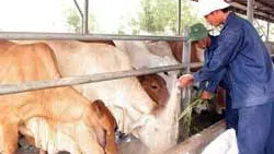 Việt Nam bắt đầu sản xuất vaccine lở mồm long móng