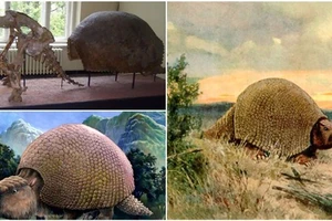 Phát hiện hóa thạch loài Glyptodon 600.000 năm 