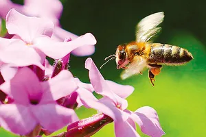 EU cấm sử dụng thuốc trừ sâu ngoài trời