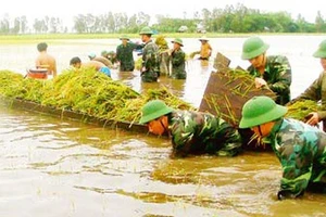 Bộ đội giúp dân gặt lúa chạy lũ. Ảnh: THÁI BẰNG