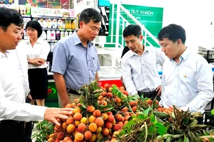 Saigon Co.op tiêu thụ vải thiều Lục Ngạn (Bắc Giang)