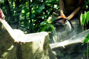 Vụ sai phạm tại Ban Quản lý rừng phòng hộ Bắc Biển Hồ: Khởi tố thêm 3 bị can