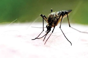 Nắng nóng giết muỗi