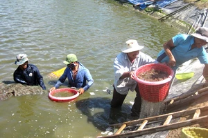 Giá tôm thấp, người nuôi “treo ao”