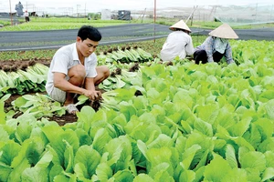 Nông dân TPHCM đang thích nghi với biến đổi khí hậu để tăng gia sản xuất. Ảnh: THÀNH TRÍ