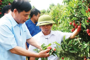 Lãnh đạo Bộ NN-PTNT đến tận vườn vải thiều ở Bắc Giang để hỗ trợ nông dân và doanh nghiệp xuất khẩu