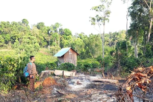 Cà phê mọc ngay giữa rừng ở huyện Kbang, tỉnh Gia Lai