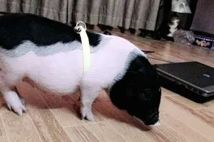 Đề nghị kiểm soát buôn bán heo cảnh