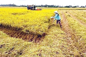 Miền Trung lúa được mùa, giá cao