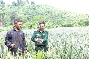 Bộ đội Biên phòng hướng dẫn đồng bào Pa Cô, Vân Kiều ở bản Trung Đoàn, Làng Ho, một trọng điểm trên đường Trường Sơn năm xưa chăm sóc thơm trồng thí điểm