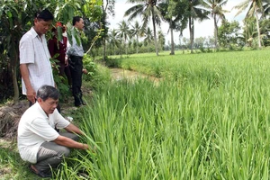 Một mô hình trồng lúa thông minh