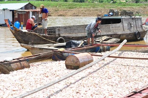 Tránh lặp lại vụ cá chết trên sông La Ngà