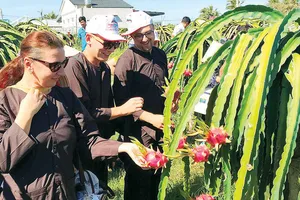 Du khách nước ngoài thích thú trải nghiệm tham quan vườn thanh long