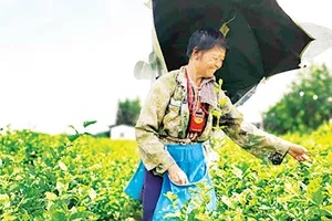 Hoa lài tại huyện Hoành, Khu tự trị dân tộc Choang Quảng Tây, Trung Quốc