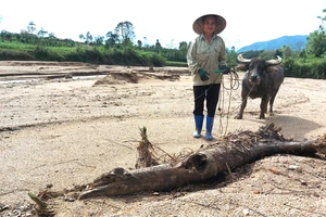 Bà Nguyễn Thị Tý (ở xã Kỳ Thượng, Kỳ Anh, Hà Tĩnh) trên diện tích đất ruộng đã bị đất đá, cát sỏi vùi lấp. Ảnh: DƯƠNG QUANG