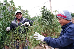 Người trồng đào tại làng Phú Thượng (quận Tây Hồ) tuốt lá đào cho hoa nở đúng tết