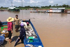 Cá bè chết trên Hồ Trị An