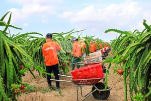 Thanh long ruột tím hồng độc đáo của Việt Nam (Ảnh do Công ty Hoàng Hậu cung cấp)