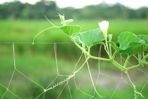 Vạt bầu của mẹ...