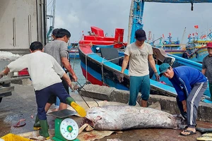 Ngư dân tỉnh Bình Định trở về sau vụ đánh bắt xuyên tết. Ảnh: NGỌC OAI