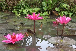 Quê mình bông súng, mắm kho