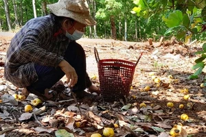 Nông dân ở Bình Phước thu hoạch điều. Ảnh: BÙI LIÊM