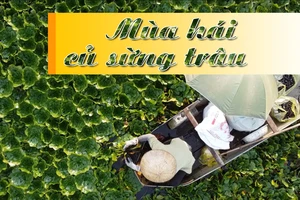 Mùa hái củ sừng trâu