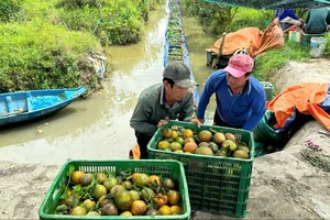 ĐBSCL: Giá cam còn 2.000 đồng/kg, thương lái vẫn không mua