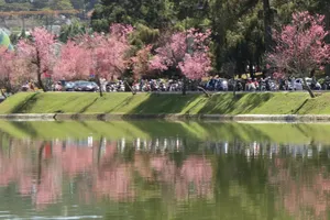 Hồ Xuân Hương là một trong những khu vực có nhiều cây mai anh đào để người dân và du khách tham quan. Ảnh: ĐOÀN KIÊN