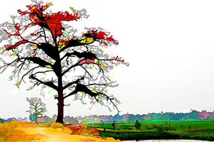 Cây gạo sân trường