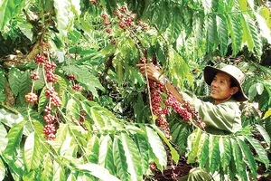 Hợp tác để phát triển ngành cà phê
