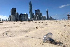 Sứa bluebottle trên bãi biển Surfers Paradise ở bang Queensland, Úc. Ảnh: SBS