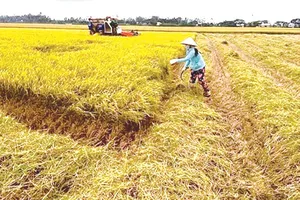 Mùa chạy lúa