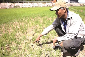 Ruộng lúa tại Quảng Trị nứt nẻ. Ảnh: NGUYỄN HOÀNG 