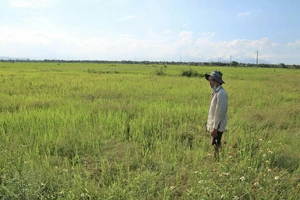 Ông Nguyễn Thanh Cơ buồn rầu nhìn 3 sào ruộng lúa gần 1 tháng tuổi của mình ngả màu vàng úa do thiếu nước. Ảnh: NGỌC PHÚC