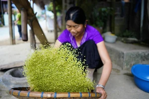 Tú Lệ vào mùa cốm mới