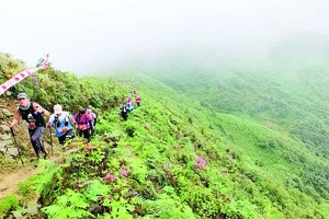 Ký sự Marathoner: Vượt đỉnh Hoàng Liên Sơn hùng vĩ