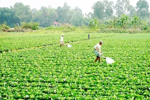 Đẩy mạnh chuyển đổi giống cây trồng