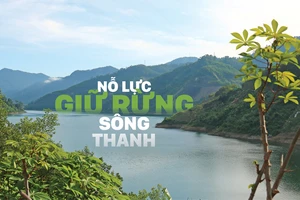 Nỗ lực giữ rừng Sông Thanh