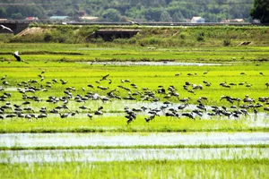 Người ngồi đó nhìn ra cánh đồng