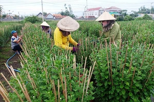 “Thủ phủ” hoa cúc vào xuân