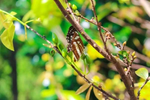 Trông mai ngóng tết 