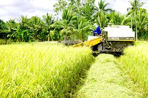 Nâng tầm gạo miền Tây