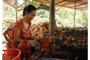 Làng Văn hóa du lịch Chợ Lách: Xây dựng cảnh quan đạt 40%