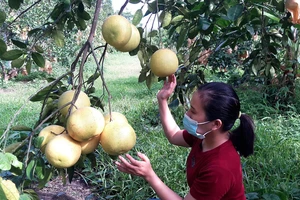 Kết nối, đưa nông sản lên sàn thương mại điện tử