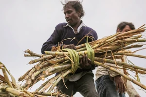 Người nông dân thu hoạch mía tại Jalana, bang Maharashtra, Ấn Độ. Ảnh: Bloomberg