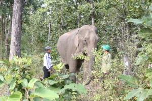 Nỗ lực cứu voi Tây Nguyên