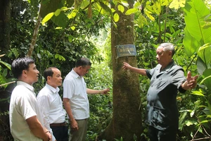 Kỷ niệm 110 năm Ngày sinh đồng chí Võ Chí Công (7-8-1912 - 7-8-2022): Khu rừng bác Năm Công