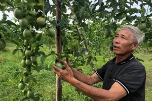 Xuất khẩu chính ngạch chanh leo sang Trung Quốc